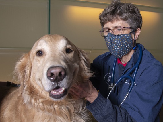 Study Shows Vaccine Protects Dogs Against Valley Fever