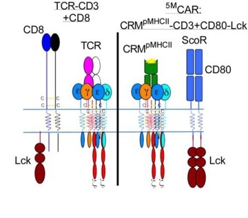 5MCAR T cell