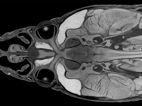 A CT scan of a snake head is an example of one way to use computed tomography, which is being used by research and education communities, industry, publishers and data repositories across many scientific disciplines.
