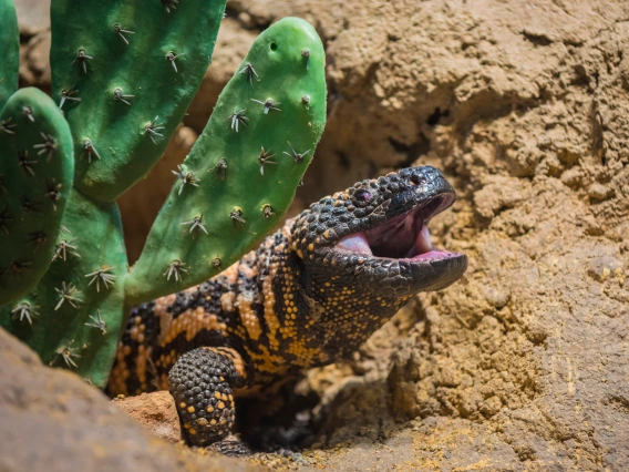 gila monster