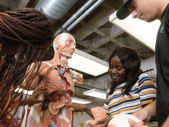 University of Arizona Physiology students looking at an anatomy model