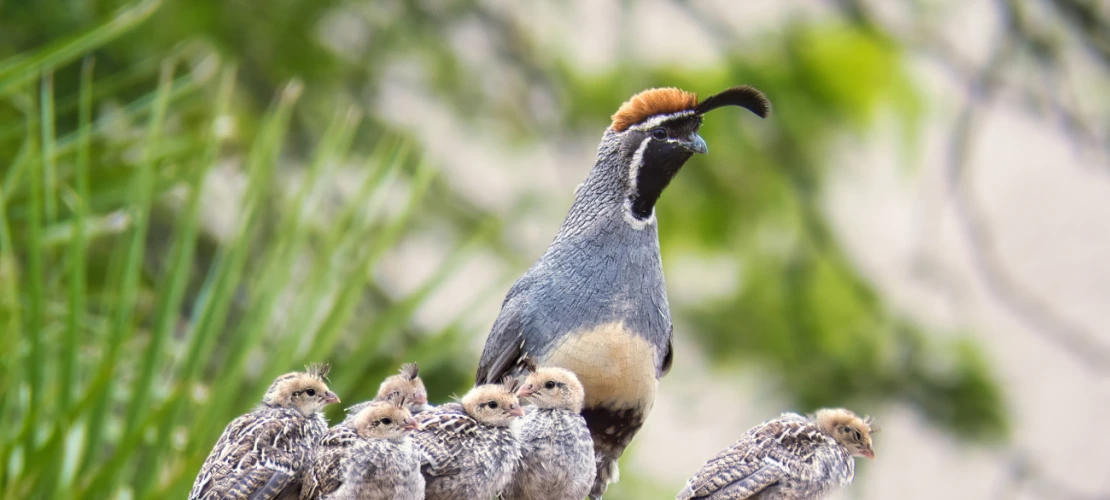 Gambel's quail