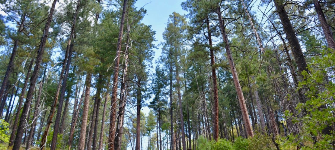 Mount Lemmon