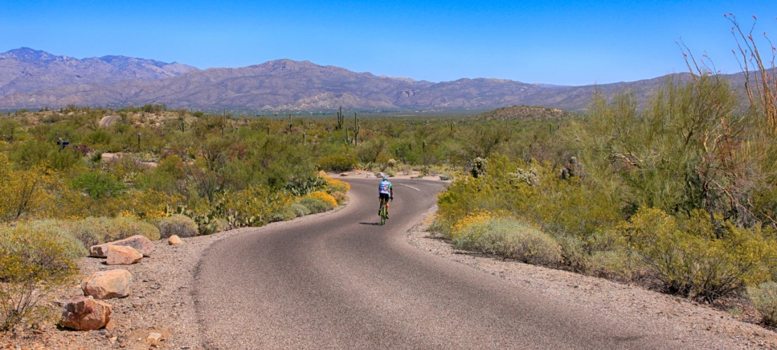 Saguaro East Rincon Mountain National Park