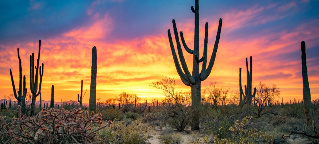 Saguaro National Park