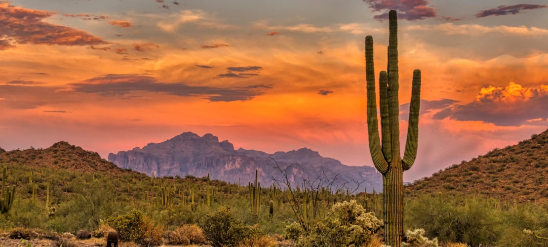 Saguaro National Park