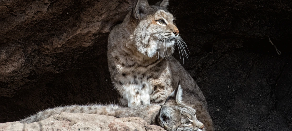 bobcats