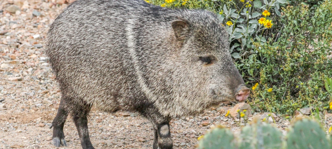 javalina