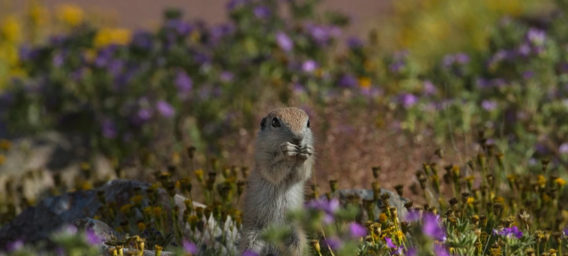 round tailed ground squirrel