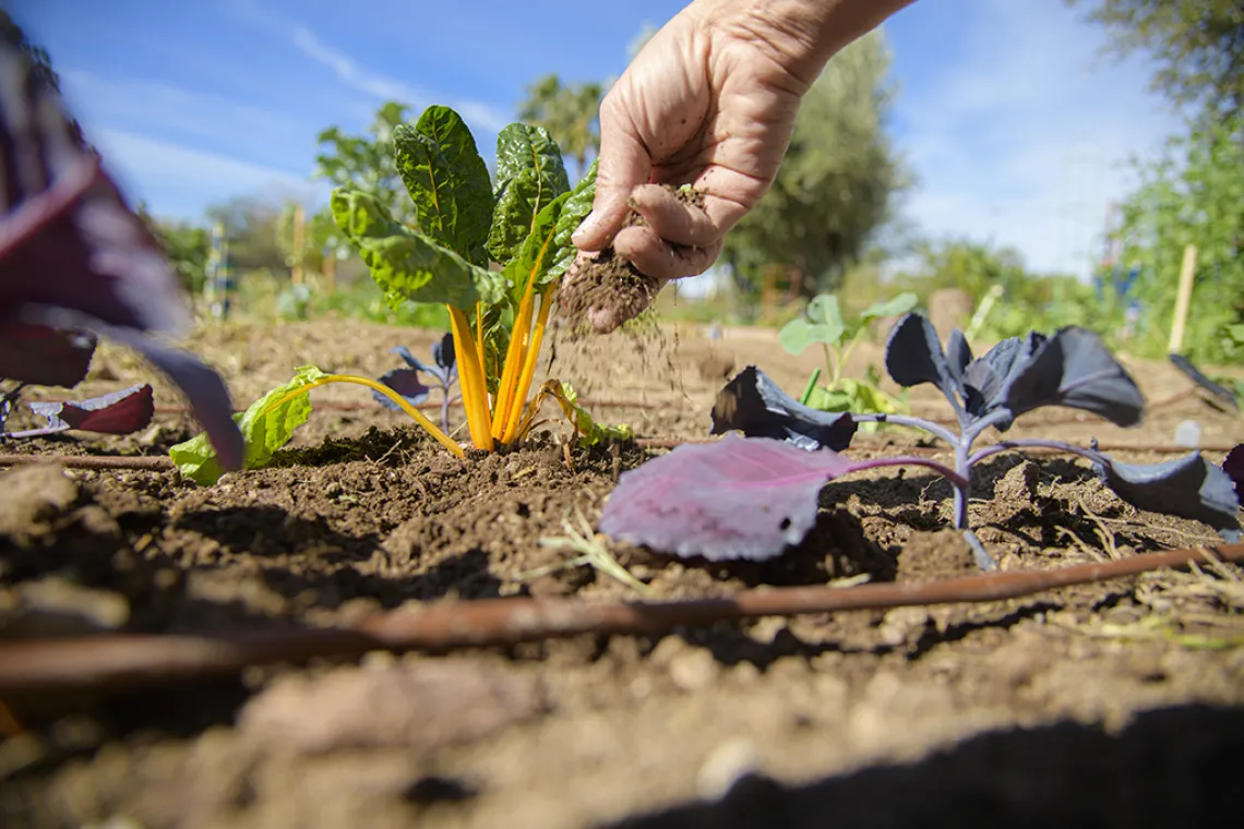 close up of soil and plants