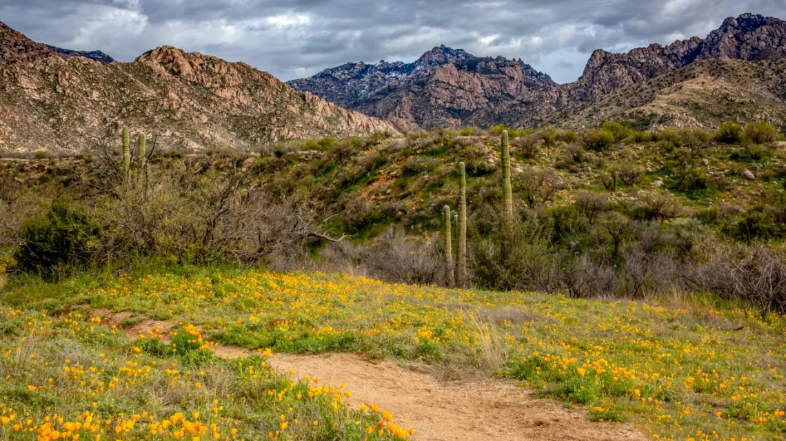 Catalina State Park