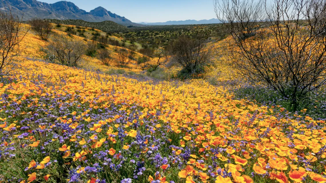 Catalina State Park