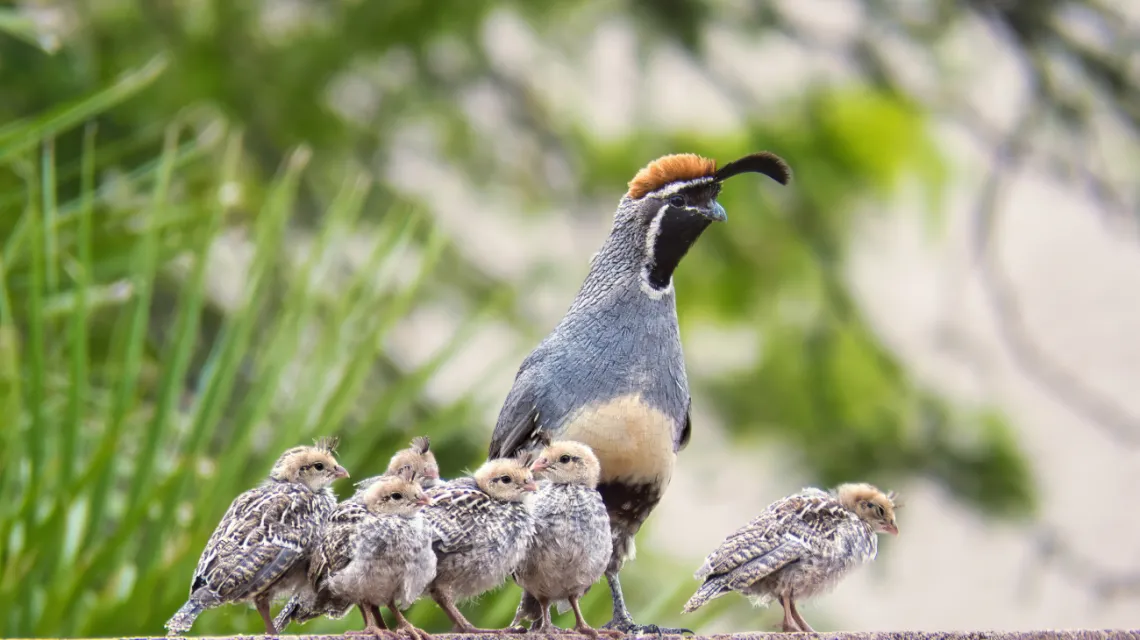 Gambel's quail