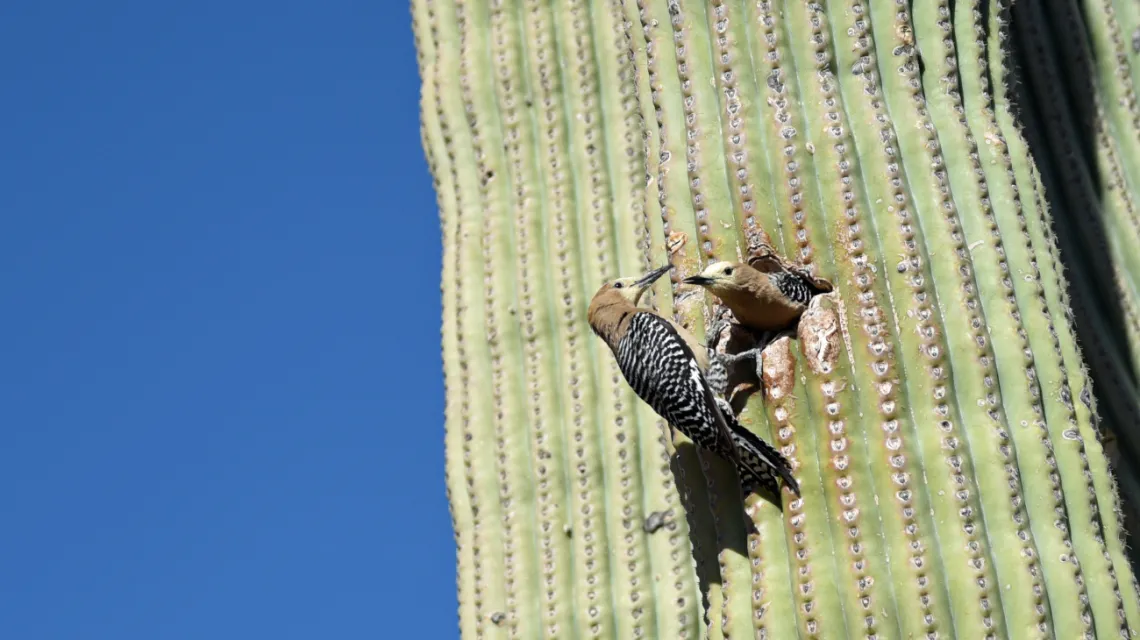 Gila woodpeckers