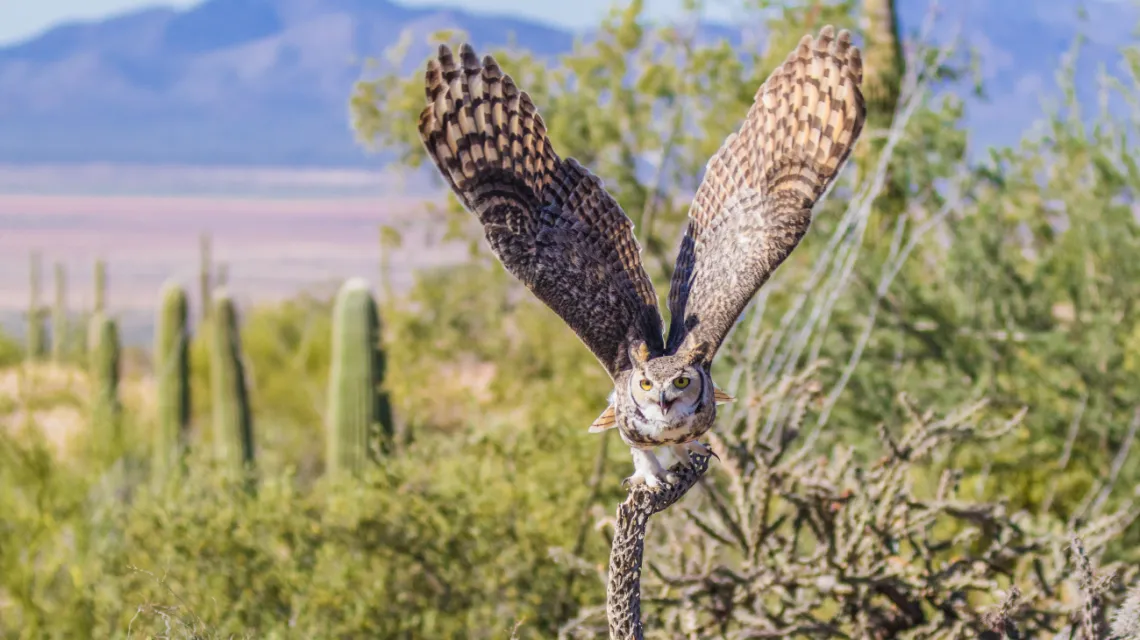 Great Horned Owl