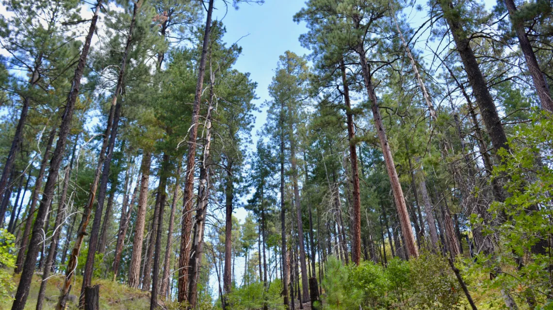 Mount Lemmon