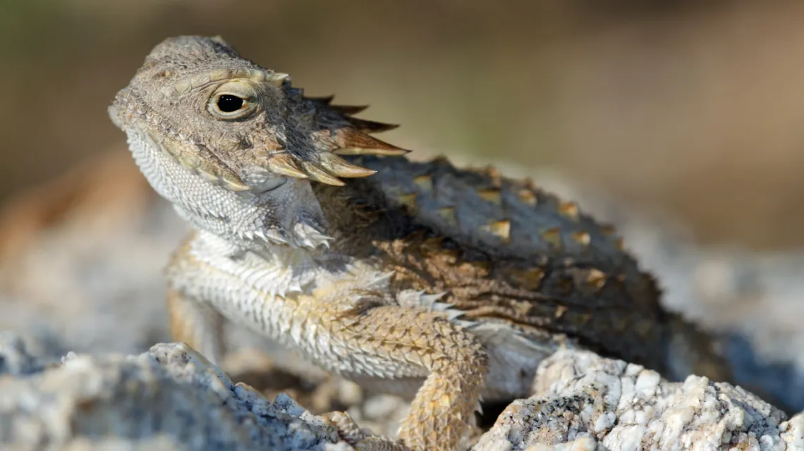 Regal Horned Lizard