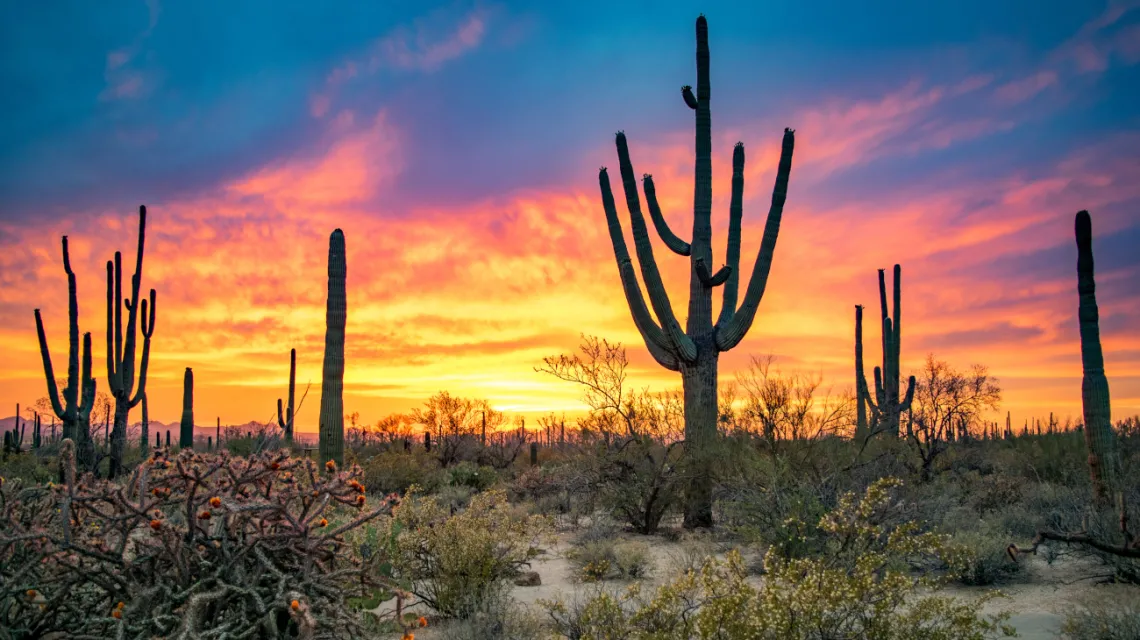 Saguaro National Park