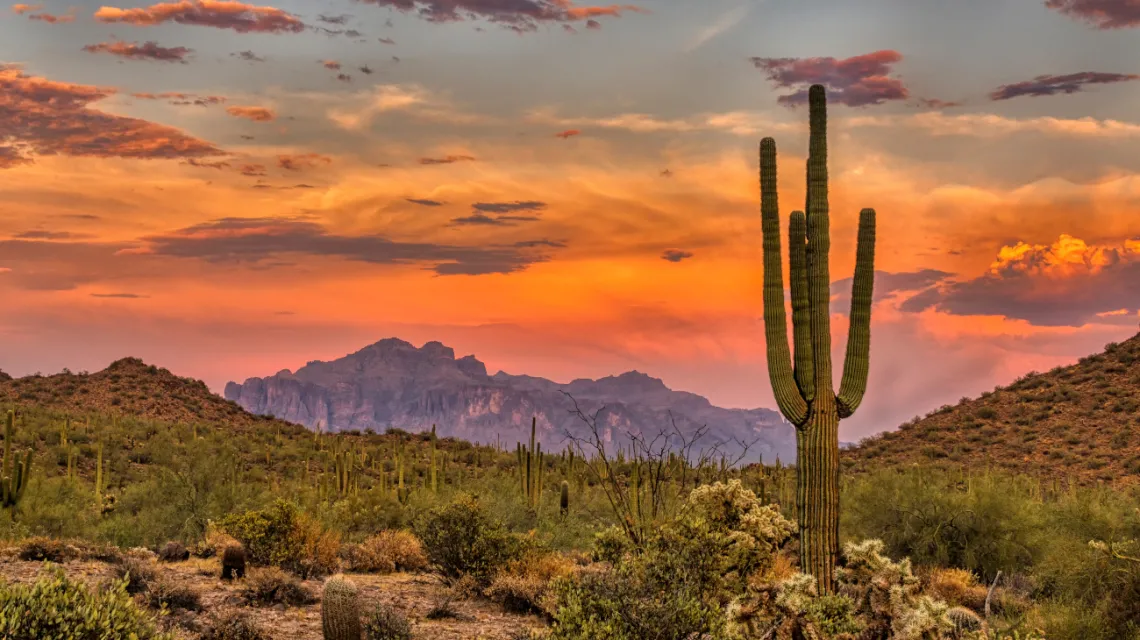 Saguaro National Park