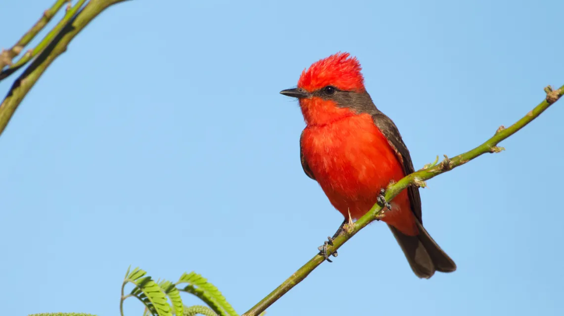 Vermilion Flycatcher