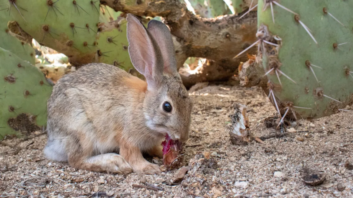 desert cottontail