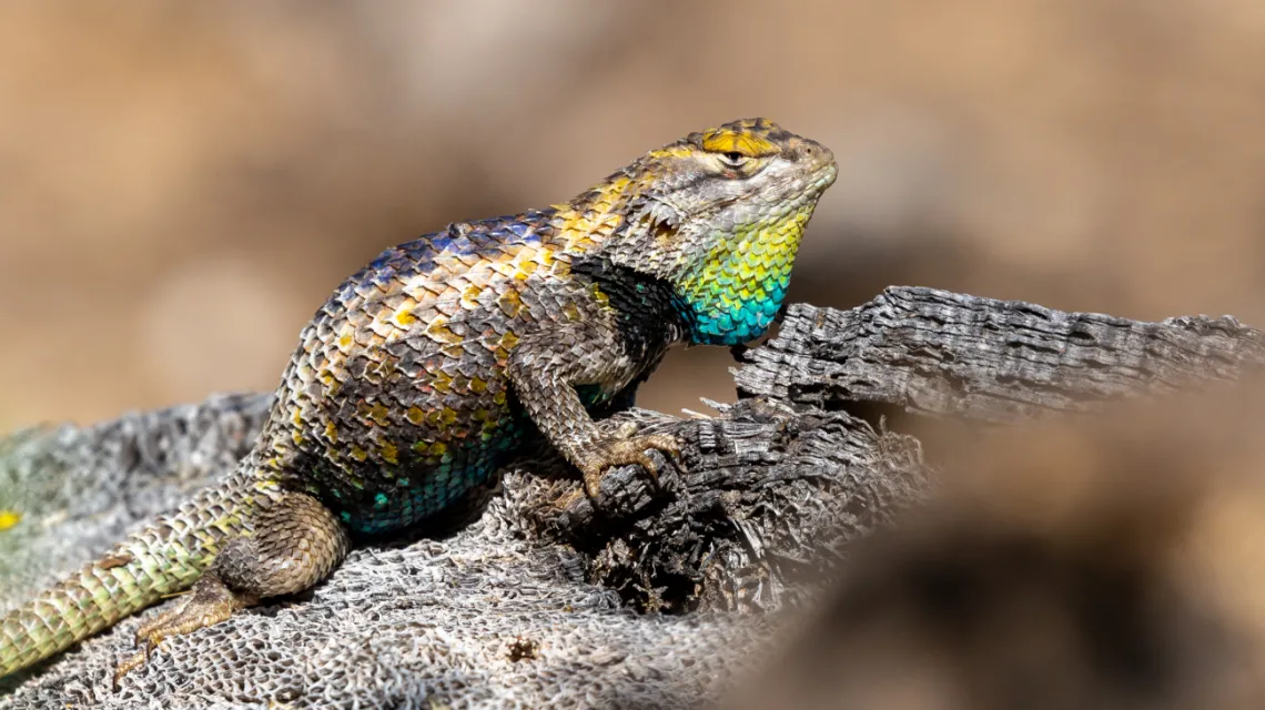 desert spiny lizard