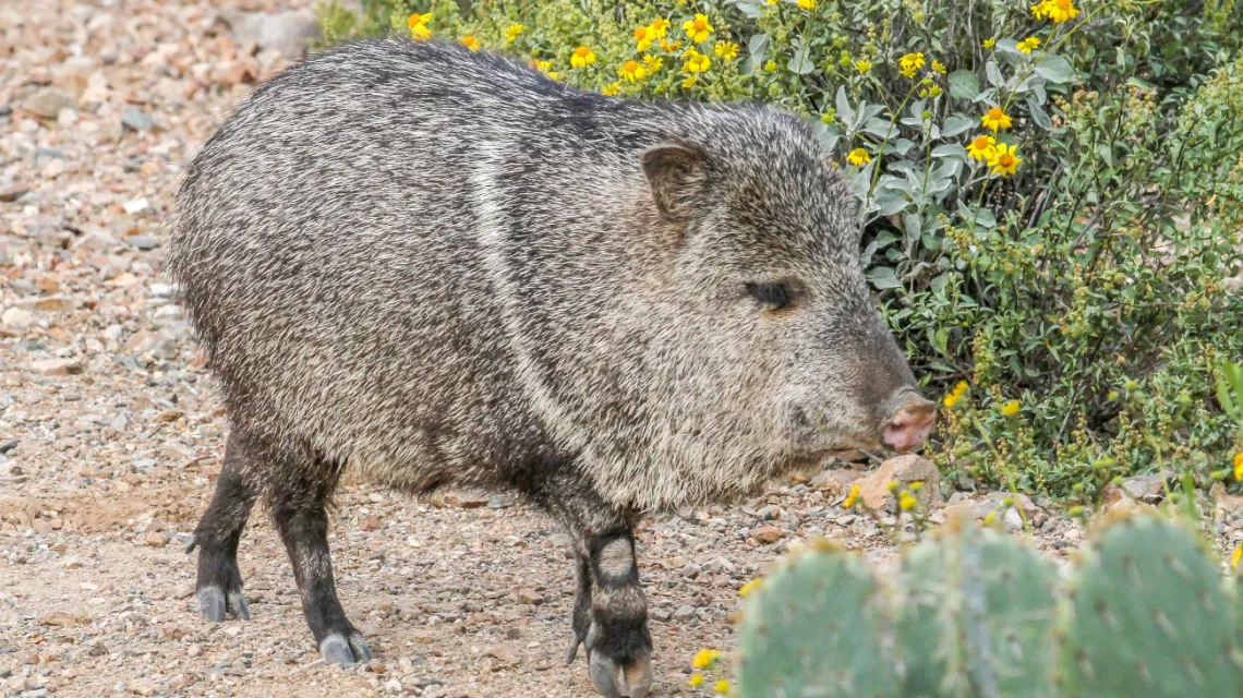 javalina