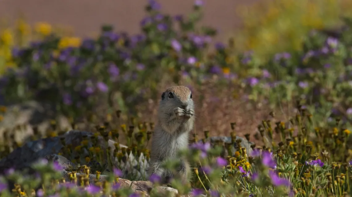 round tailed ground squirrel