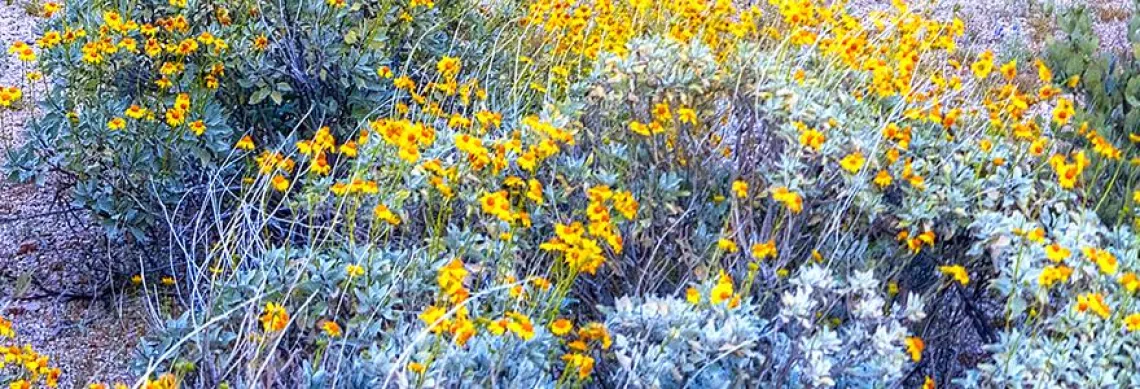 Photo of field of wildflowers