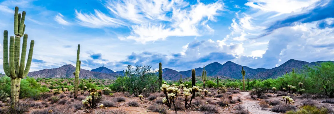 Photo of Tucson desert with cacti in broad daylight w/ wispy white clouds