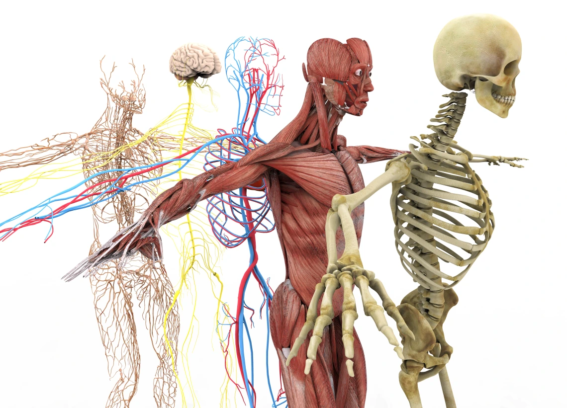 A human skeleton alongside another skeleton displaying various internal organs for educational purposes.