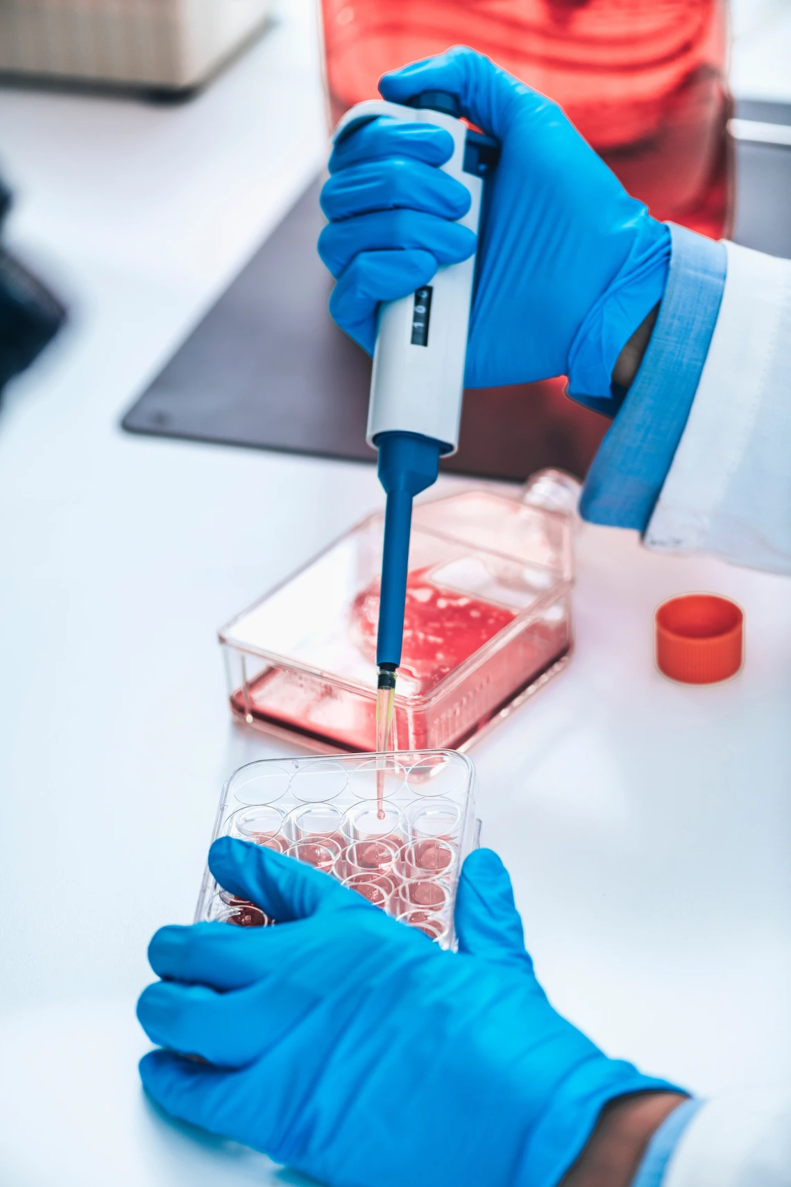 cell cultures