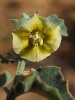 Physalis crassifolia, or the yellow nightshade ground cherry