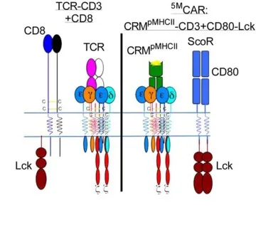 5MCAR T cell